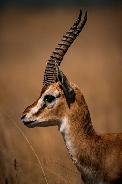 Blue Mountain Safaris field image