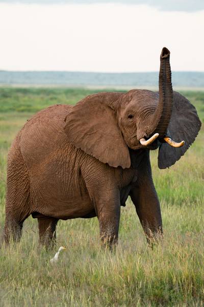 Blue Mountain Safaris field image