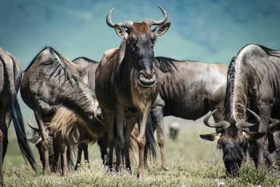 Blue Mountain Safaris field image