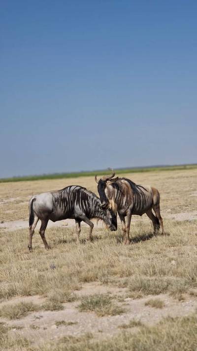 Blue Mountain Safaris field image