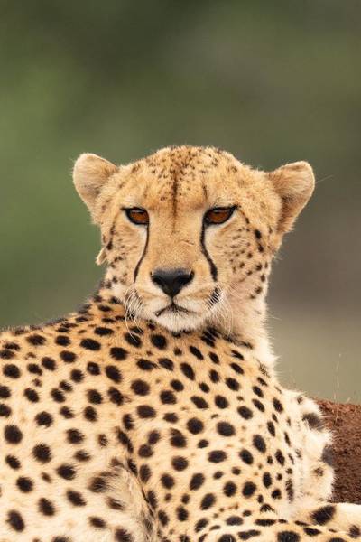 Blue Mountain Safaris field image