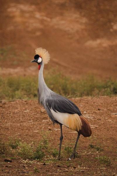 Blue Mountain Safaris field image