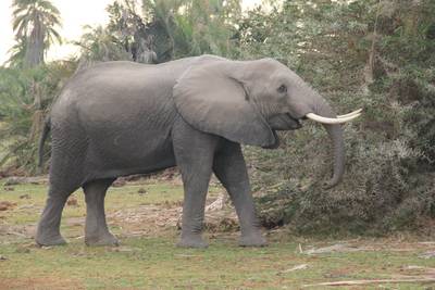 Blue Mountain Safaris field image