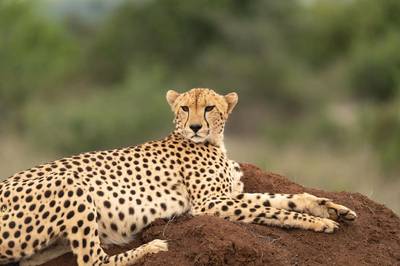 Blue Mountain Safaris field image