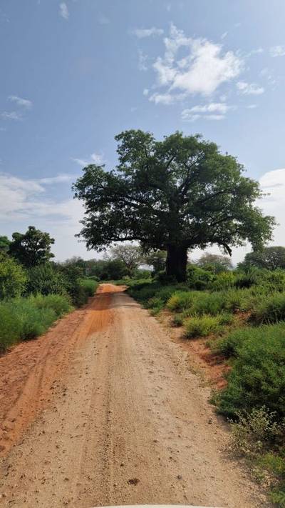 Blue Mountain Safaris field image
