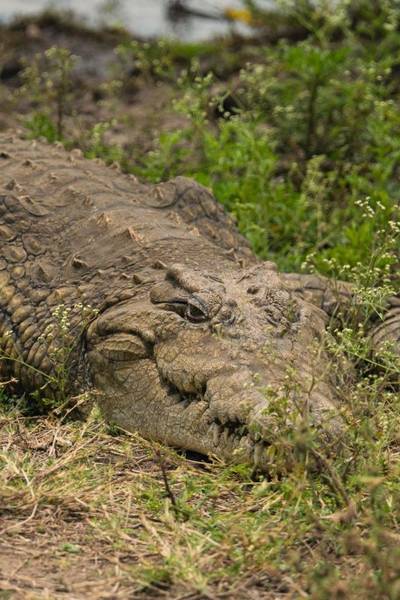 Blue Mountain Safaris field image