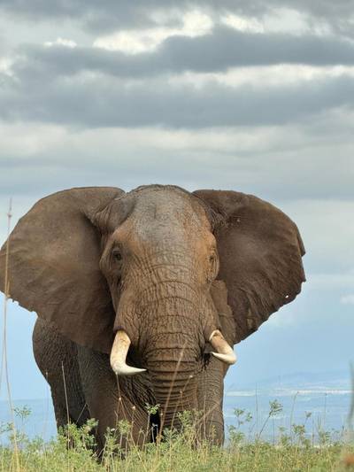 Blue Mountain Safaris field image