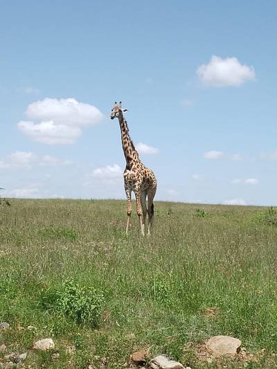 Blue Mountain Safaris field image