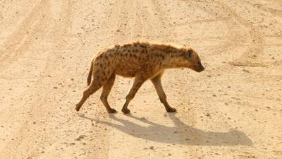 Blue Mountain Safaris field image