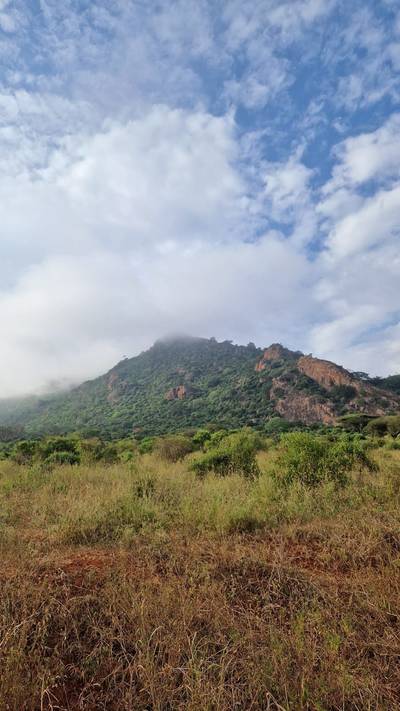 Blue Mountain Safaris field image