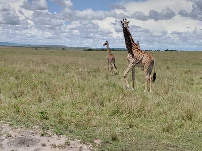 Blue Mountain Safaris field image