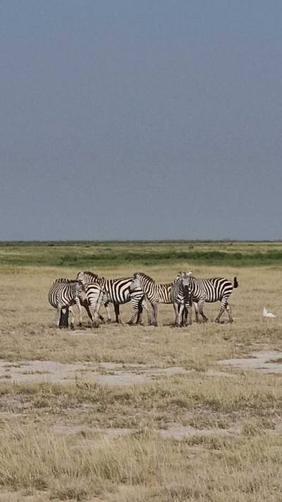 Blue Mountain Safaris field image