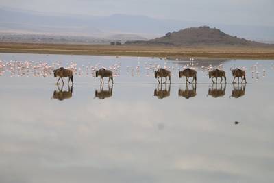 Blue Mountain Safaris field image