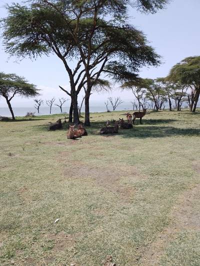 Blue Mountain Safaris field image