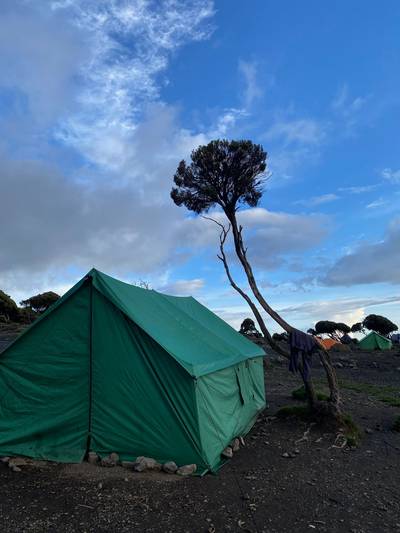 Blue Mountain Safaris field image