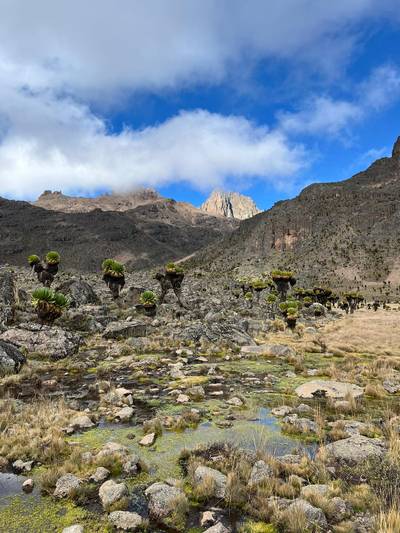 Blue Mountain Safaris field image