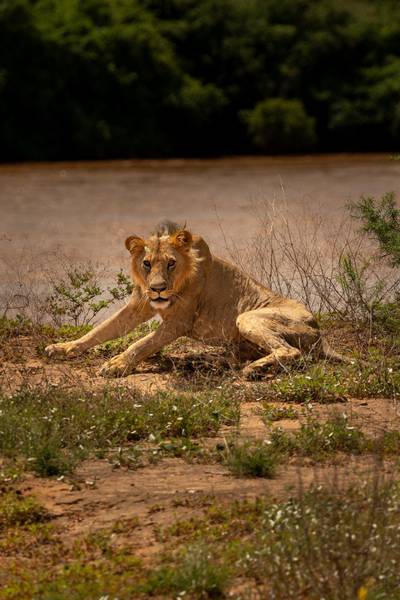 Blue Mountain Safaris field image