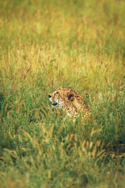 Blue Mountain Safaris field image