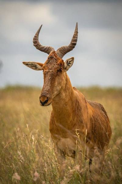 Blue Mountain Safaris field image