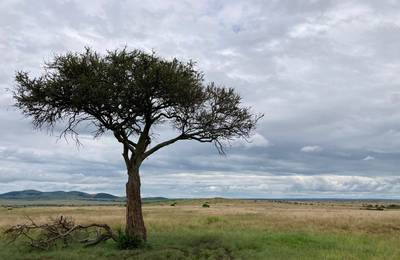 Blue Mountain Safaris field image