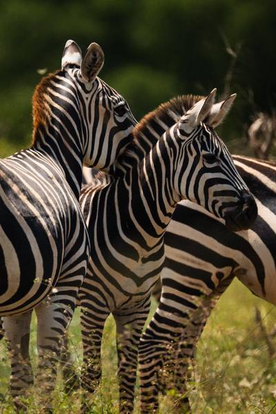 Blue Mountain Safaris field image