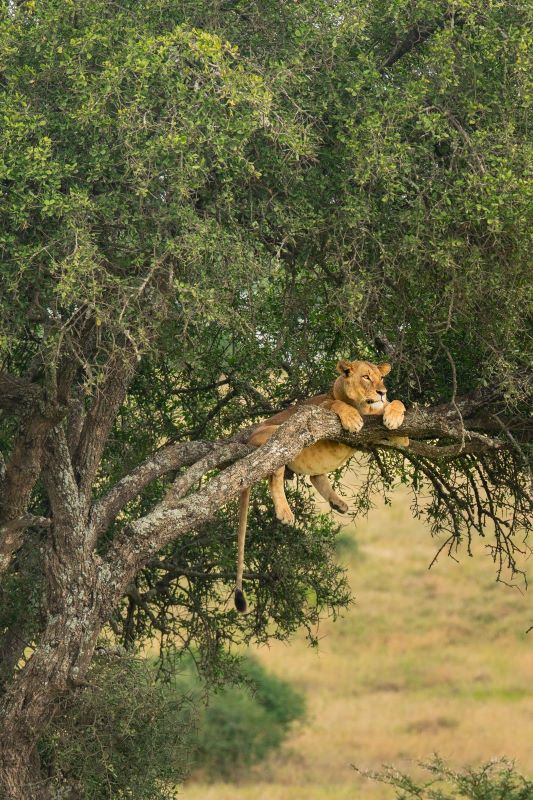 Day 4 on Classic Big Five Safari Pack