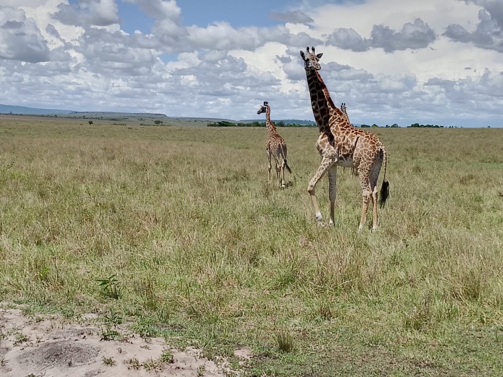 Amboseli → Diani Beach on 10 Days Kenya & Tanzania Grand Safari