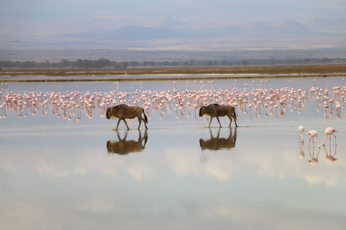 Blue Mountain Safaris field image