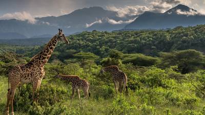 Blue Mountain Safaris field image