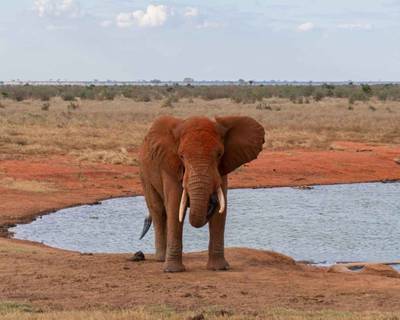 Blue Mountain Safaris field image
