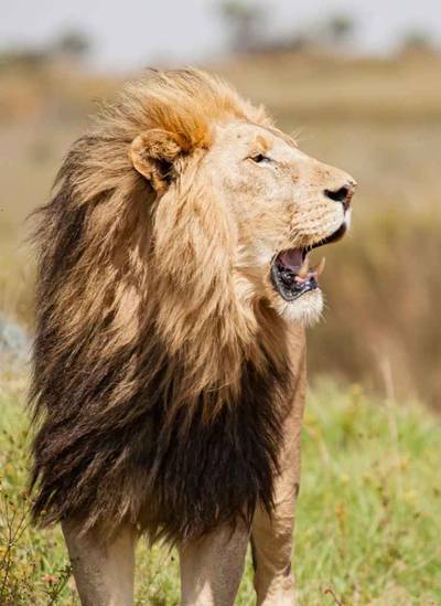 Blue Mountain Safaris field image