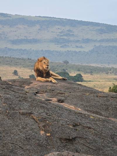 Blue Mountain Safaris field image