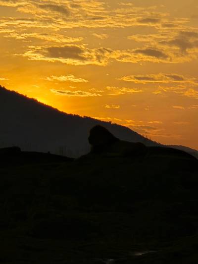 Blue Mountain Safaris field image