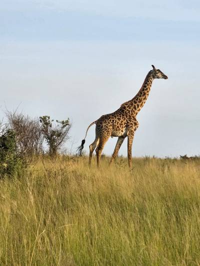 Blue Mountain Safaris field image