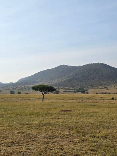 Blue Mountain Safaris field image