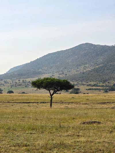 Blue Mountain Safaris field image