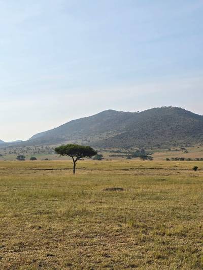 Blue Mountain Safaris field image