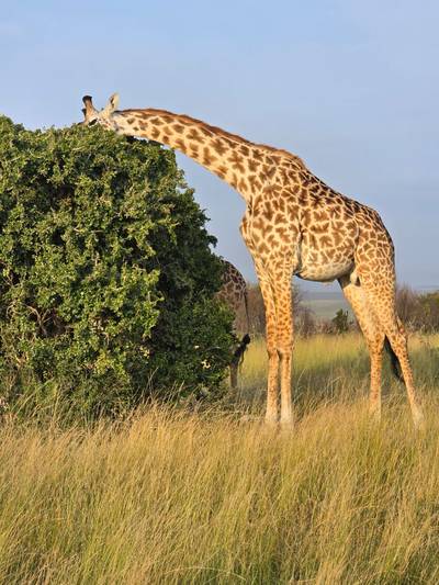 Blue Mountain Safaris field image