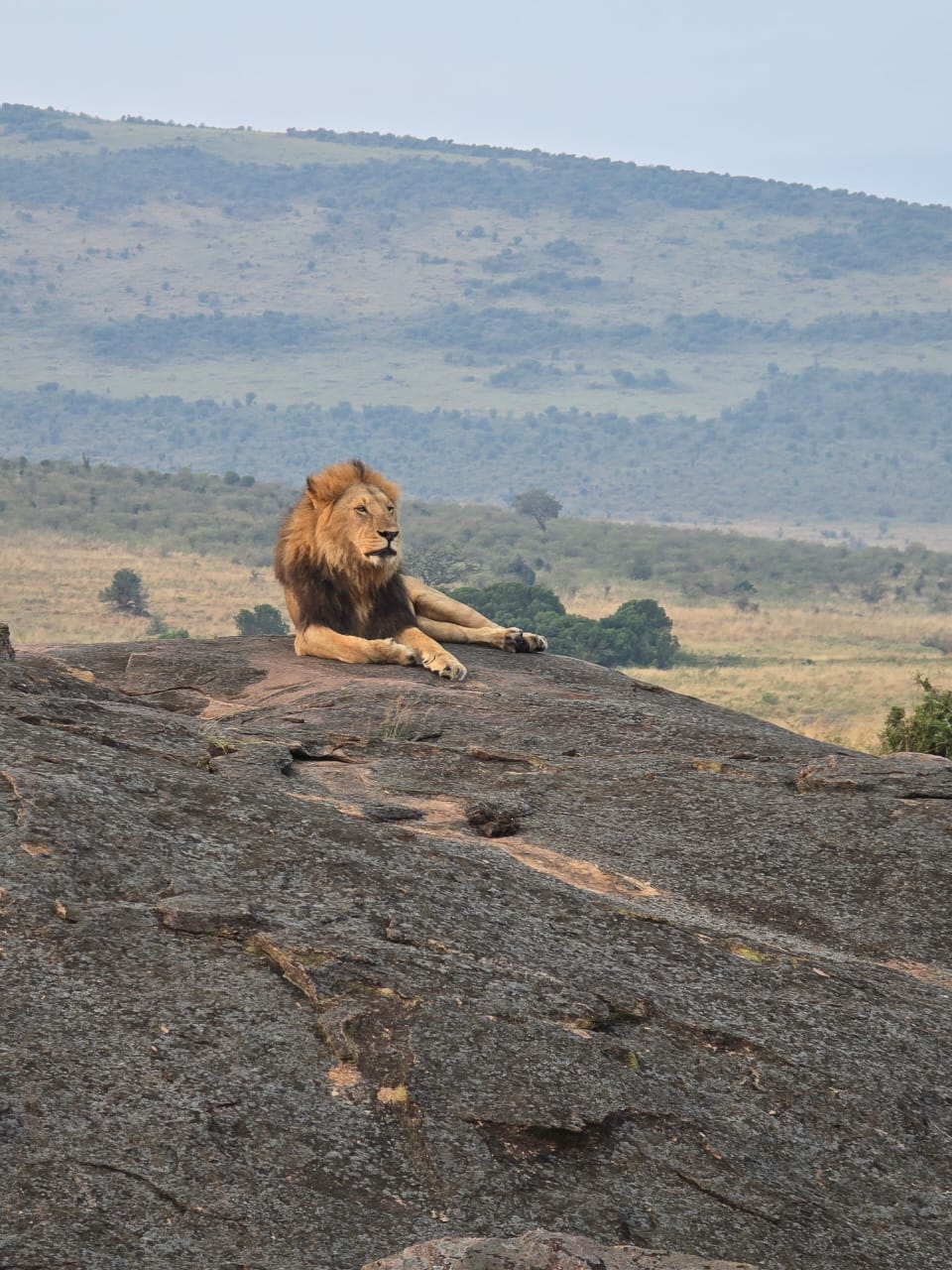 7-Day Kenya Signature Safari in Masai Mara National Reserve
