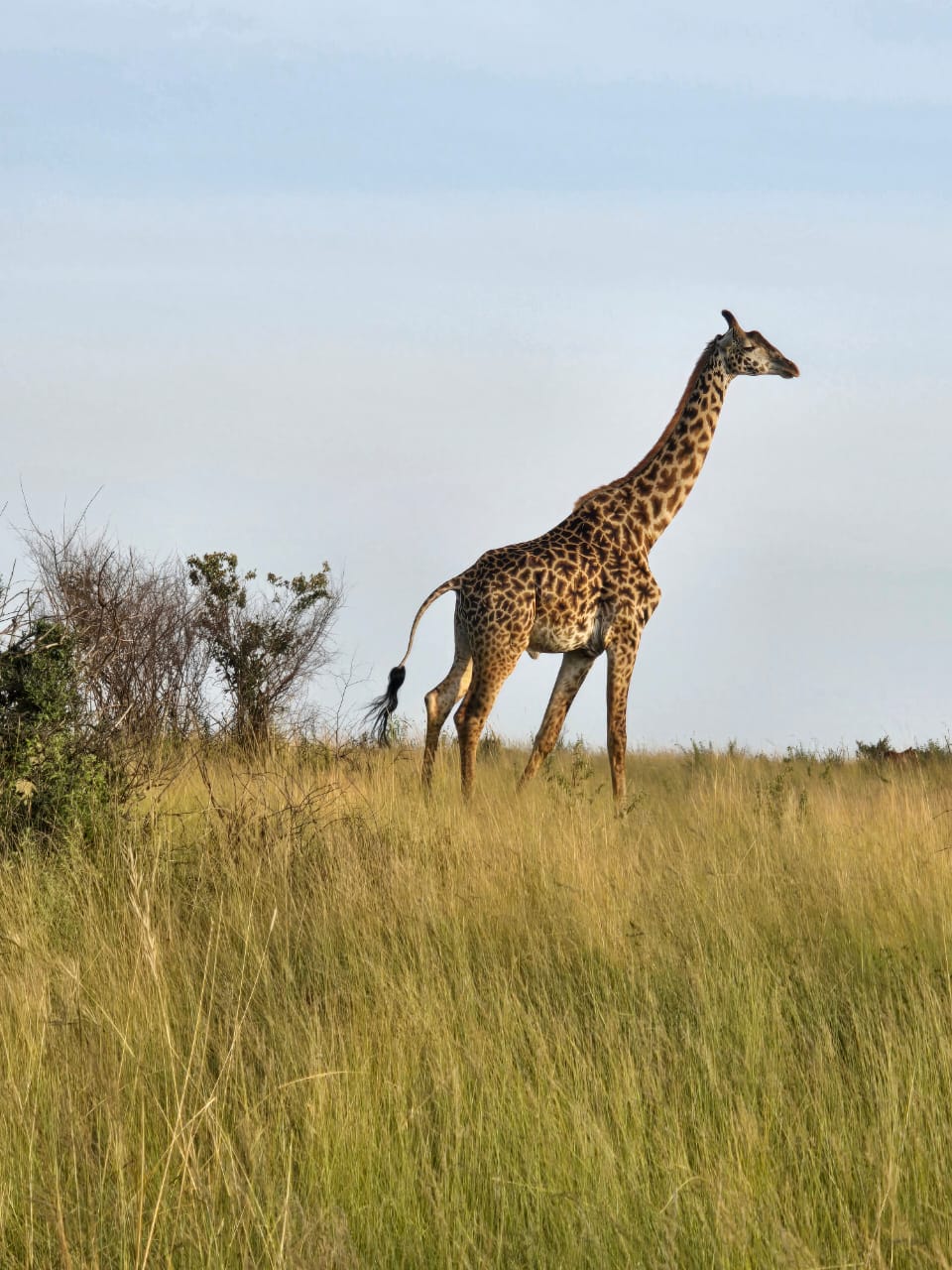 4-Day Ol Pejeta Conservation and Safari in Ol Pejeta Wildlife Sanctuary
