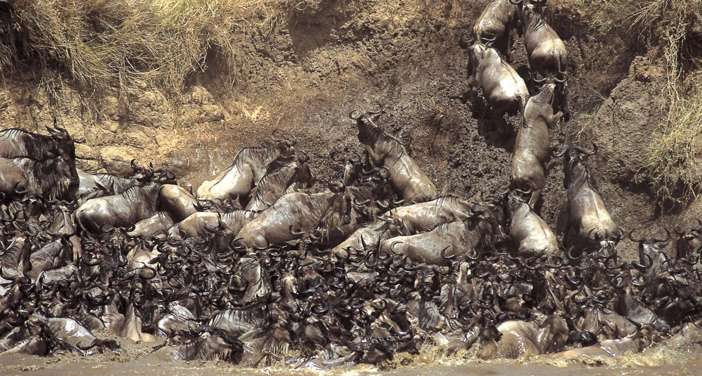 The Great Migration — July to October