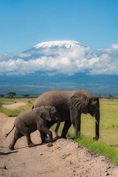 Blue Mountain Safaris field image