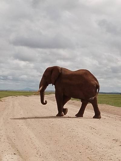 Blue Mountain Safaris field image