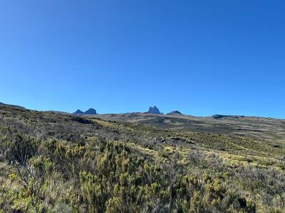 Blue Mountain Safaris field image