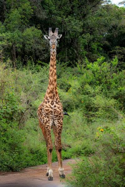 Blue Mountain Safaris field image