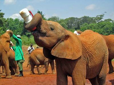 Blue Mountain Safaris field image