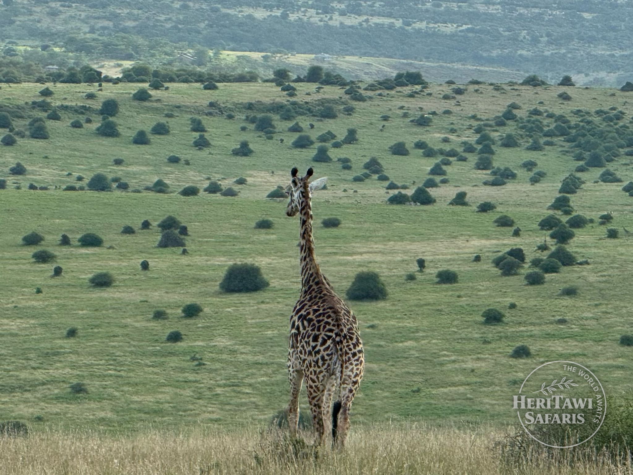 Giraffe grazing at Nairobi National park