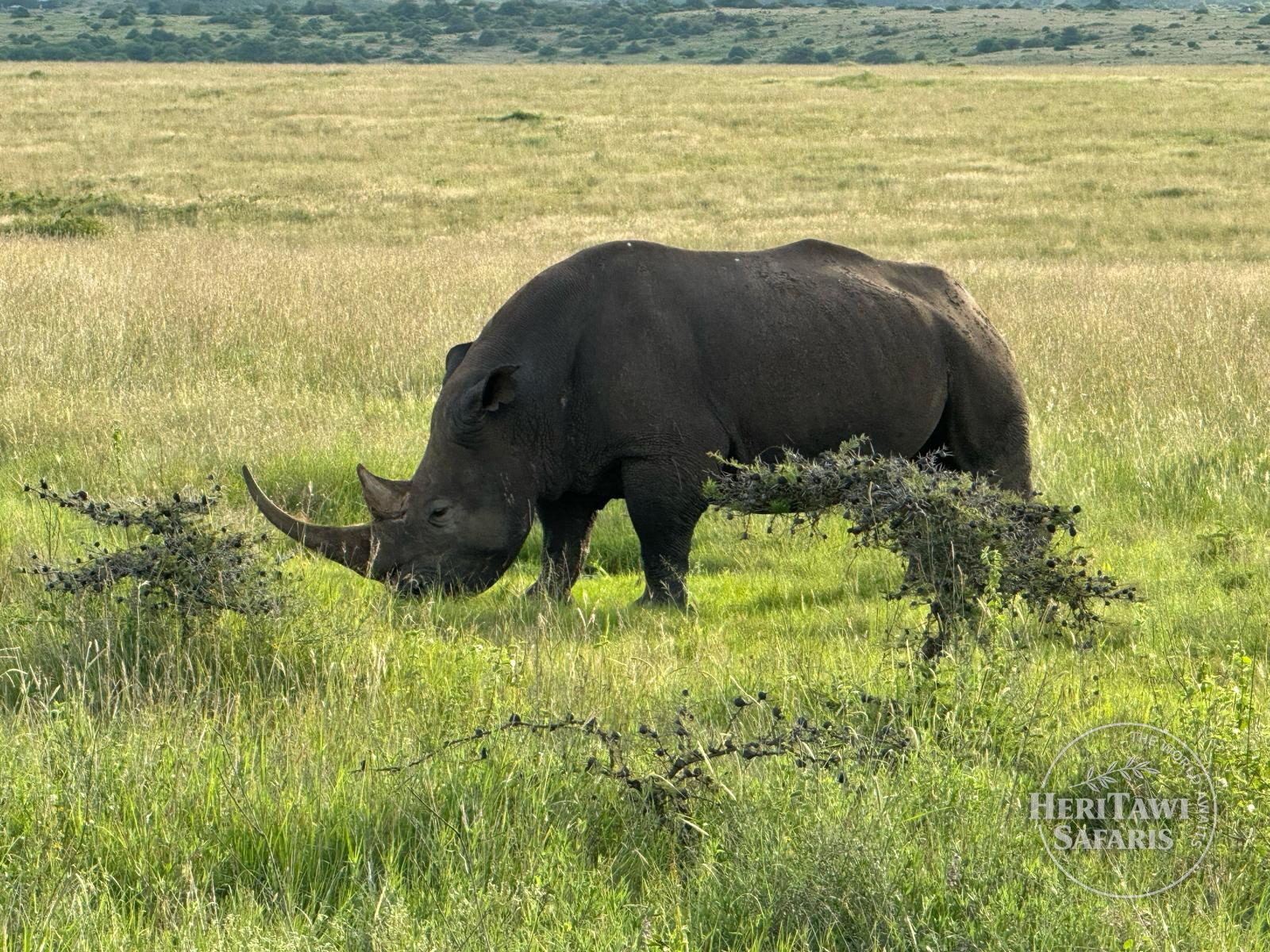 Rhino at Nairobi National park