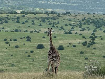 Giraffe grazing at Nairobi National park