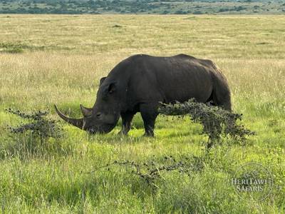 Rhino at Nairobi National park